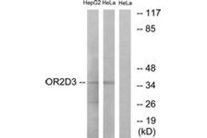 Western Blotting (WB) image for anti-Olfactory Receptor, Family 2, Subfamily D, Member 3 (OR2D3) (AA 231-280) antibody (ABIN2890980) (OR2D3 Antikörper  (AA 231-280))