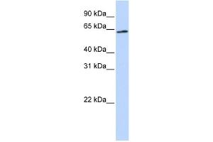 WB Suggested Anti-AIFM3 Antibody Titration: 0. (AIFM3 Antikörper  (Middle Region))