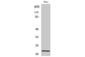 Western Blotting (WB) image for anti-Claudin 1 (CLDN1) (C-Term) antibody (ABIN3183933) (Claudin 1 Antikörper  (C-Term))