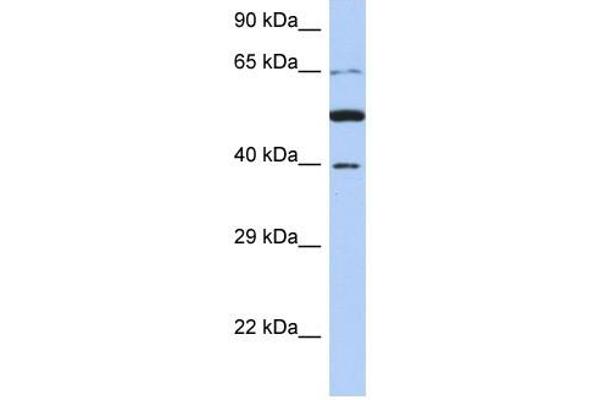 PNMA3 Antikörper  (N-Term)