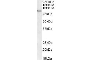 Western Blotting (WB) image for anti-CREB Regulated Transcription Coactivator 2 (CRTC2) (C-Term) antibody (ABIN5539499)