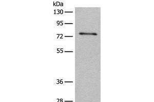 Western Blotting (WB) image for anti-Egf-Like Module Containing, Mucin-Like, Hormone Receptor-Like 3 (EMR3) antibody (ABIN7244831)