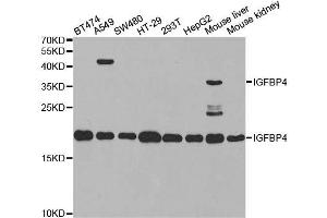 IGFBP4 抗体  (AA 22-258)