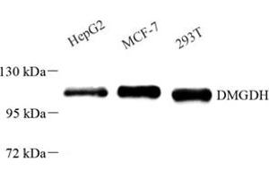 Western blot analysis of DMGDH (ABIN7073738) at dilution of 1: 500