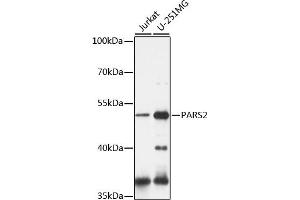 Western blot analysis of extracts of various cell lines, using P antibody (ABIN7269562) at 1:1000 dilution. (PARS2 Antikörper  (AA 30-220))