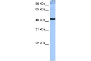 Western Blotting (WB) image for anti-serine/arginine-Rich Splicing Factor 6 (SRSF6) antibody (ABIN2462203) (SFRS6 Antikörper)