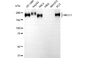 Western blotting analysis using ABCC1 antibody (ABIN7797684). (Rekombinanter ABCC1 Antikörper)