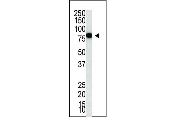 PIAS4 Antikörper  (C-Term)