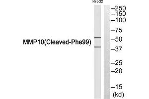 Western blot analysis of extracts from HepG2 cells, using MMP10 (Cleaved-Phe99) antibody. (MMP10 Antikörper  (Cleaved-Phe99))