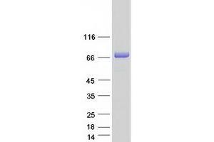 FKBP9 Protein (Myc-DYKDDDDK Tag)