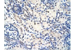 RNASEH2A antibody was used for immunohistochemistry at a concentration of 4-8 ug/ml to stain Epithelial cells of renal tubule (arrows) in Human Kidney. (RNASEH2A Antikörper  (C-Term))