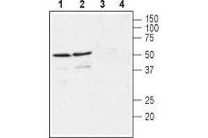 Western blot analysis of rat (lanes 1 and 3) and mouse (lanes 2 and 4) brain membranes: - 1,2.