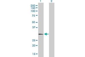 Western Blot analysis of PLP1 expression in transfected 293T cell line by PLP1 MaxPab polyclonal antibody. (PLP1 Antikörper  (AA 1-277))