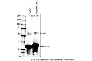 Sample Type: Purified Recombinant CLIC-1 Protein Primary Dilution: 1:1000Submitted By: Harpreet Singh, University of California Los Angeles (CLIC1 Antikörper  (N-Term))