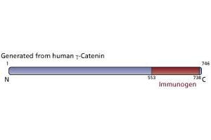 Image no. 3 for anti-Junction Plakoglobin (JUP) (AA 553-738) antibody (ABIN967860)