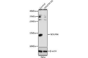 Western blot analysis of extracts from normal (control) and NDUFB4 knockout (KO) HeLa cells, using NDUFB4 antibody (ABIN6133349, ABIN6144476, ABIN6144477 and ABIN7101430) at 1:1000 dilution. (NDUFB4 Antikörper  (AA 1-90))