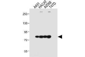 All lanes : Anti-ALOXE3 Antibody (Center) at 1:1000 dilution Lane 1: A431 whole cell lysate Lane 2: HACAT whole cell lysate Lane 3:  whole cell lysate Lane 4: T47D whole cell lysate Lysates/proteins at 20 μg per lane. (ALOXE3 Antikörper  (AA 223-252))
