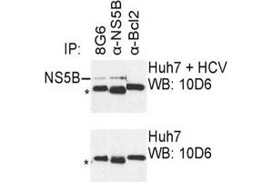 IP was carried out with NS5B specific mAb 8G6 using the lysates of Huh7 cells harboring selectable subgenomic HCV RNA replicon (upper panel) or plain Huh7 cells (lower panel). (HCV 1b NS5B Antikörper  (AA 77-86))