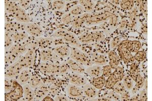 ABIN6269136 at 1/100 staining Rat kidney tissue by IHC-P. (FGFR1 Antikörper  (C-Term))