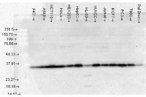 Western Blot analysis of Human Cell lysates showing detection of Hsp40 protein using Mouse Anti-Hsp40 Monoclonal Antibody, Clone 3B9. (DNAJB1 Antikörper)