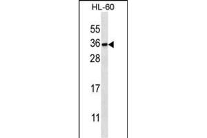 PITPNB Antibody (C-term) (ABIN656906 and ABIN2846103) western blot analysis in HL-60 cell line lysates (35 μg/lane).