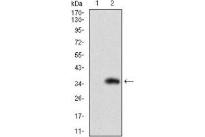 Western Blotting (WB) image for anti-Solute Carrier Family 27 (Fatty Acid Transporter), Member 2 (SLC27A2) (AA 346-405) antibody (ABIN1845739) (SLC27A2 Antikörper  (AA 346-405))