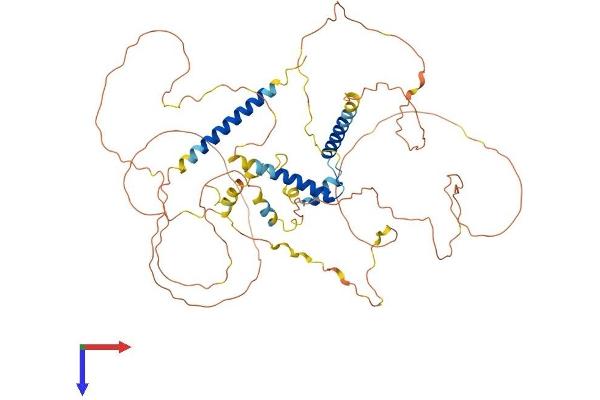 SLAIN2 Protein (AA 1-581) (His tag)