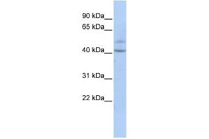 WB Suggested Anti-SPATC1 Antibody Titration: 0. (SPATC1 Antikörper  (Middle Region))