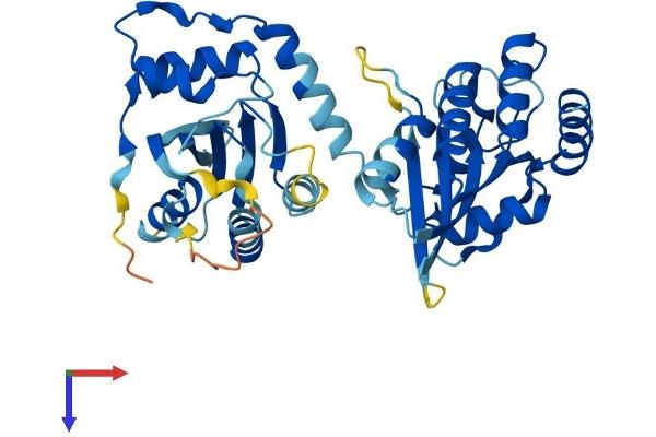 APOBEC3D Protein (AA 1-386) (His tag)