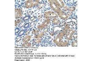 Rabbit Anti-C9orf127 Antibody  Paraffin Embedded Tissue: Human Kidney Cellular Data: Epithelial cells of renal tubule Antibody Concentration: 4. (TMEM8B Antikörper  (N-Term))