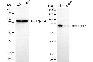 Western blotting analysis using FUBP1 antibody (ABIN7798566).