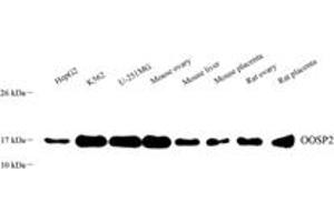 Western blot analysis of OOSP2 (ABIN7075088),at dilution of 1: 800 (PLAC1L Antikörper)