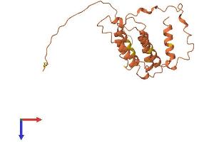 DCAF16 Protein (AA 1-216) (His tag)