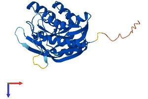 ATPBD4 Protein (AA 1-267) (His tag)