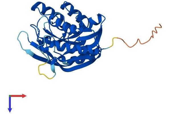 ATPBD4 Protein (AA 1-267) (His tag)