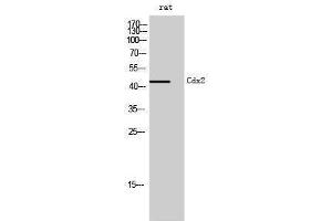 Western Blotting (WB) image for anti-Caudal Type Homeobox 2 (CDX2) (Ser240) antibody (ABIN3183850) (CDX2 Antikörper  (Ser240))