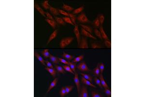 Immunofluorescence analysis of NIH-3T3 cells using CDC42 Rabbit pAb (ABIN3021670, ABIN3021671, ABIN3021672 and ABIN6215499) at dilution of 1:50 (40x lens). (CDC42 Antikörper  (AA 25-191))