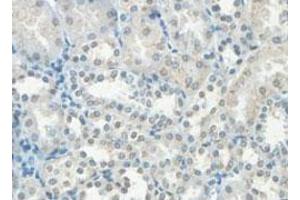Immunohistochemical analysis of paraffin-embedded human fetal kidney showing cytoplasmic staining with HHLA3 polyclonal antibody  at a 1 : 100 dilution. (HHLA3 Antikörper  (AA 1-122))