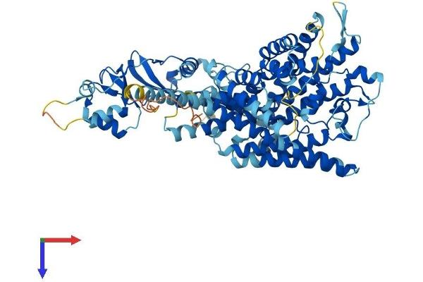 CLCNKA Protein (AA 1-687) (His tag)