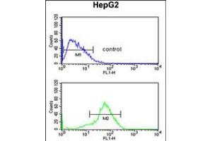 Flow cytometric analysis of HepG2 cells (bottom histogram) compared to a negative control cell (top histogram). (RSAD1 Antikörper  (C-Term))