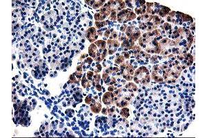 Immunohistochemical staining of paraffin-embedded Human pancreas tissue using anti-TBC1D21 mouse monoclonal antibody. (TBC1D21 Antikörper)