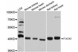 Western blot analysis of extracts of various cell lines, using FUCA2 antibody. (FUCA2 Antikörper  (AA 118-467))