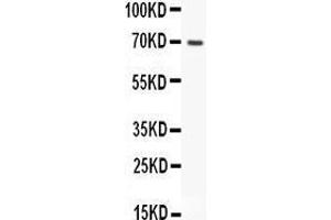 Western Blotting (WB) image for anti-Mucin 5AC, Oligomeric Mucus/gel-Forming (MUC5AC) (AA 4848-5030) antibody (ABIN3043460)