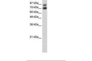Image no. 3 for anti-Heterogeneous Nuclear Ribonucleoprotein U-Like 1 (HNRNPUL1) (C-Term) antibody (ABIN203251)