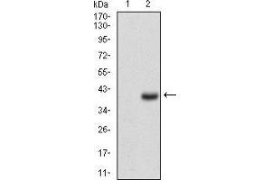 Western blot analysis using CD7 mAb against HEK293 (1) and CD7 (AA: 72-175)-hIgGFc transfected HEK293 (2) cell lysate. (CD7 Antikörper  (AA 72-175))