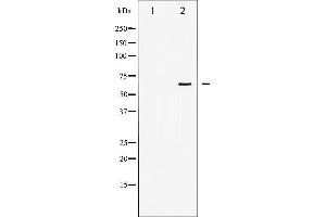 Western blot analysis of SHP-1 expression in NIH-3T3 whole cell lysates,The lane on the left is treated with the antigen-specific peptide. (SHP1 Antikörper  (C-Term))