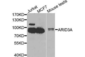Western blot analysis of extracts of various cell lines, using ARID3A antibody (ABIN5975618) at 1/1000 dilution. (ARID3A Antikörper)