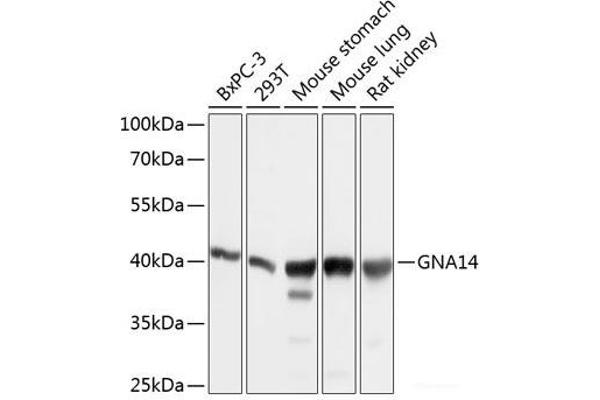 GNa14 抗体