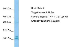 Host: RabbitTarget Name: LALBAAntibody Dilution: 1.