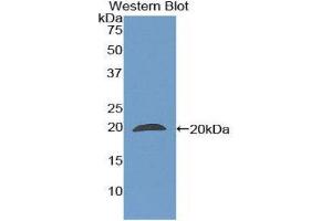 Western Blotting (WB) image for anti-Peptidylprolyl Isomerase F (PPIF) (AA 45-196) antibody (ABIN1860292) (PPIF Antikörper  (AA 45-196))